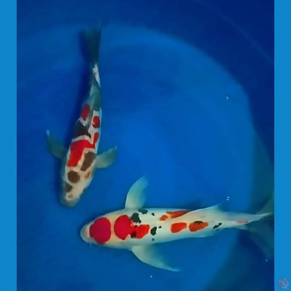 KUMPAY 40CM