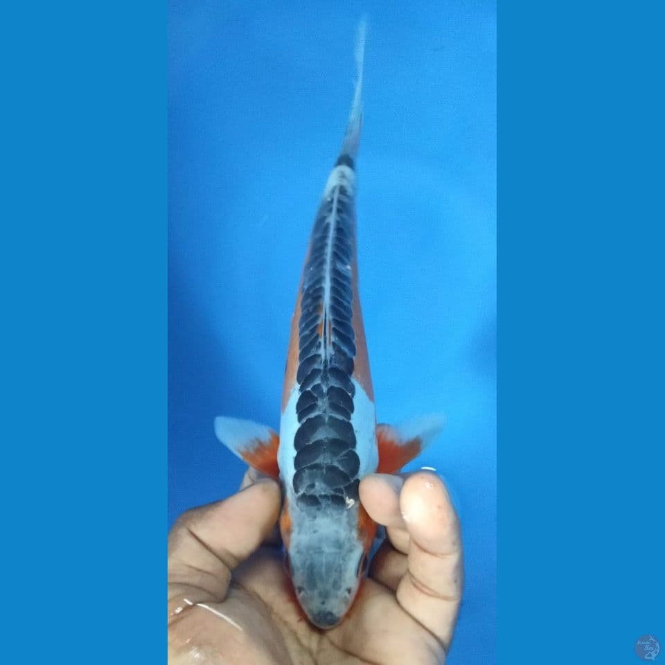 SUSUI 25CM