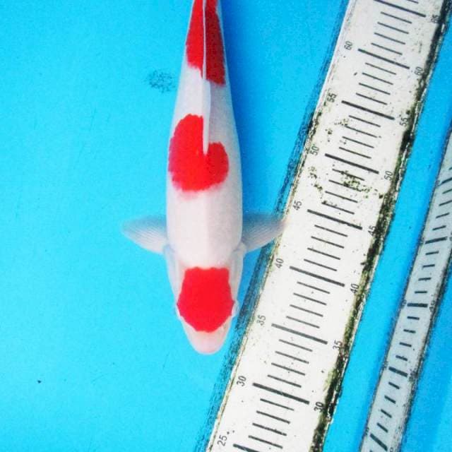 Maruten kohaku Original