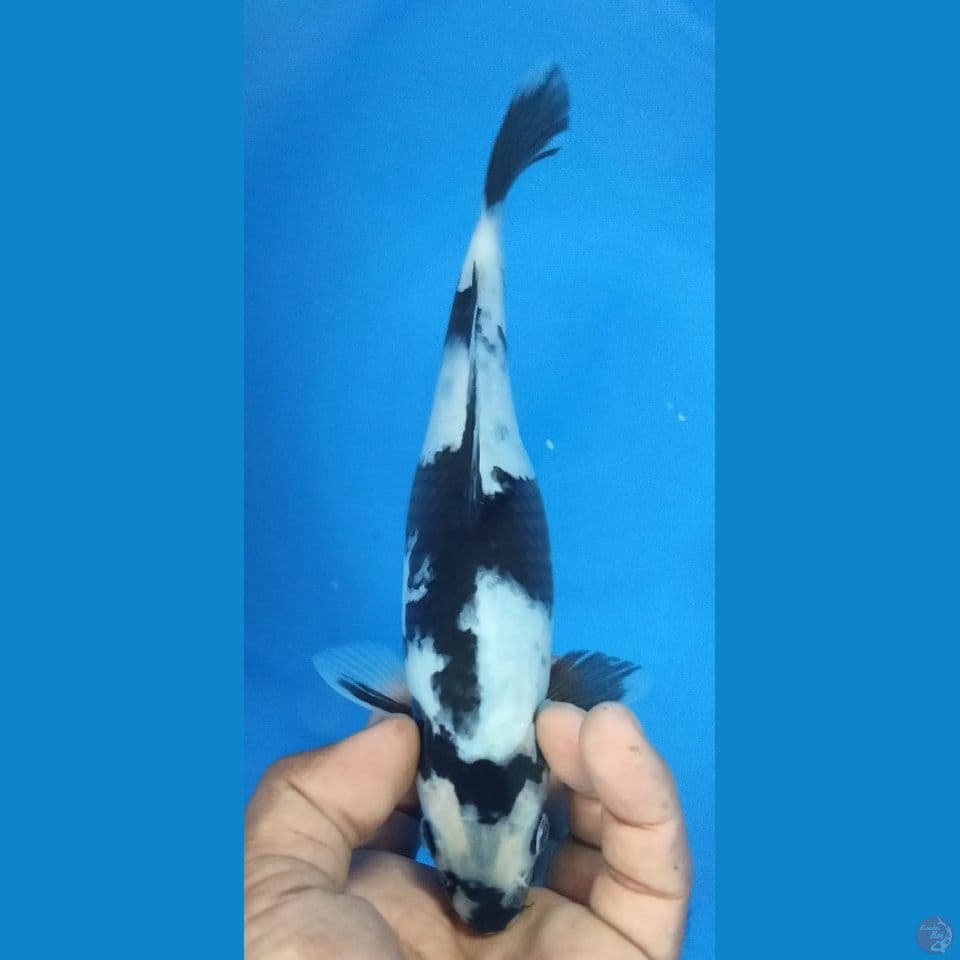 SHIRO 25CM