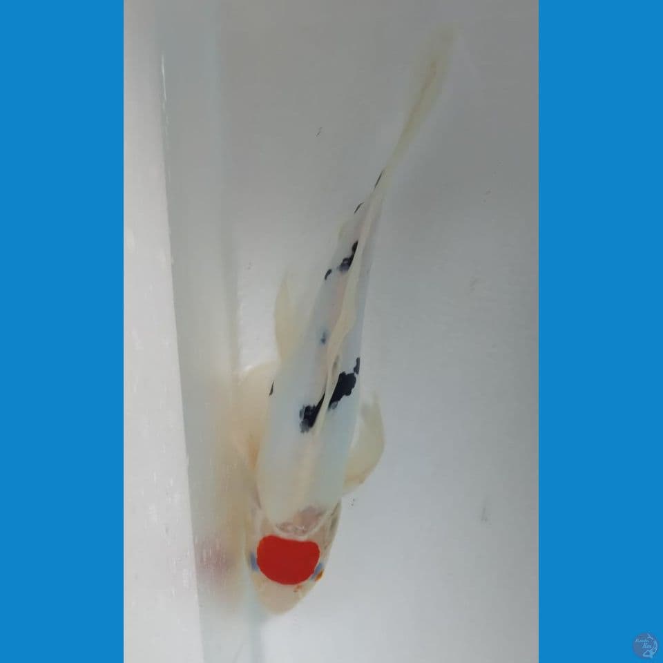 DOITSU 33CM