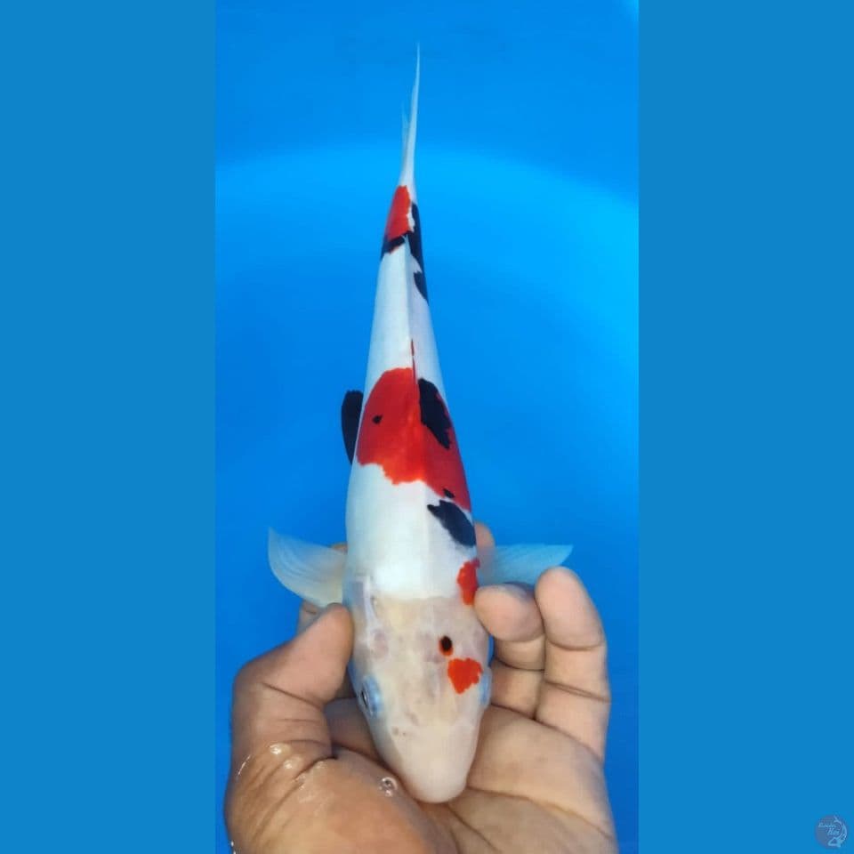 SHOWA DOITS 27CM
