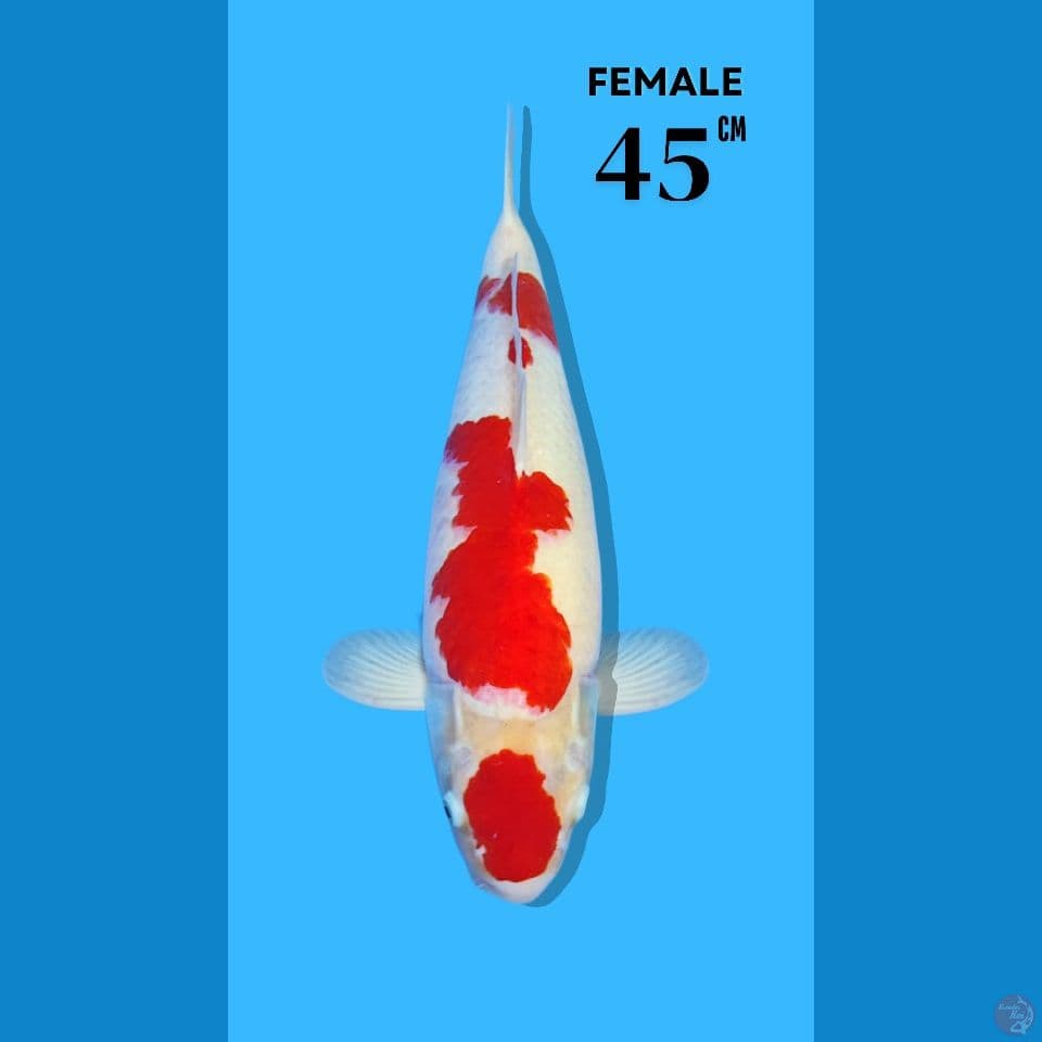 Sakai Kohaku 45 CM female
