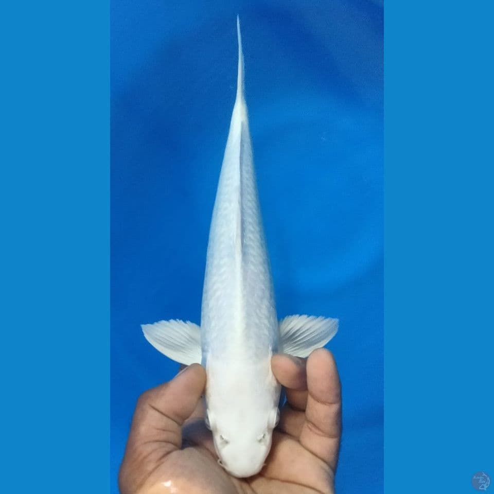 PLATINUM 33CM