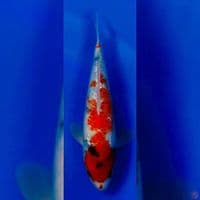 SHOWA KINGINRIN 30CM