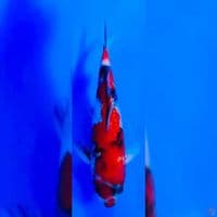 showa ginrin 25 bu male