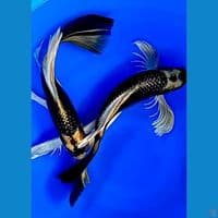 KUMPAY GOLDEN RARE 2 EKOR  40CM