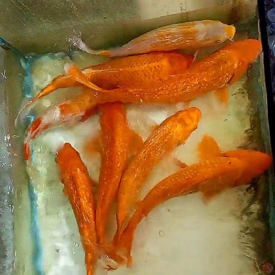 7 mix 35-42cm karamel ginrin bonus kohaku