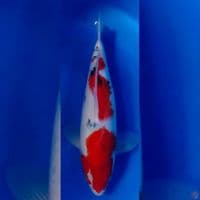 SUPER SANKE BODY BULKY 35CM MALE