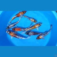Kikokuryu 23-27 Cm