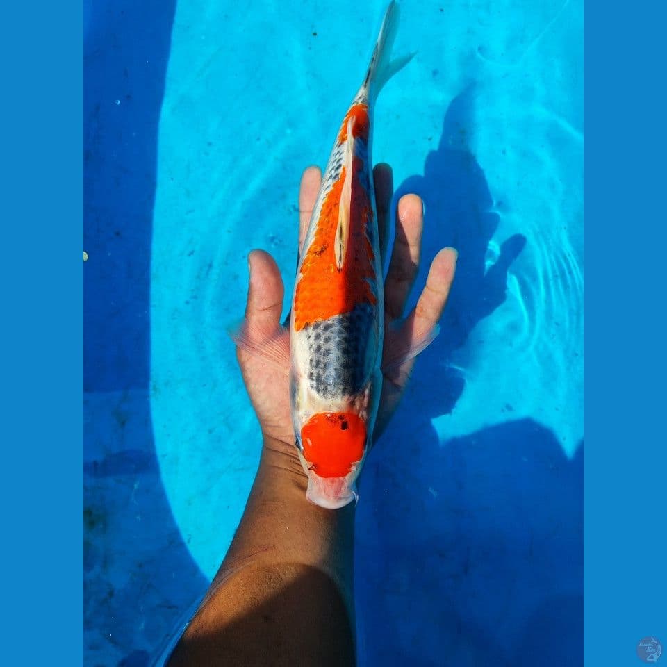 MARUTEN GHOSIKI 32 CM Jantan