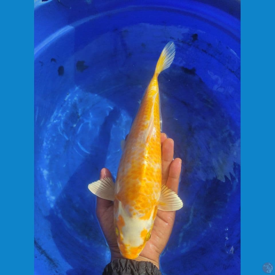 Good Hariwake 37 cm jantan