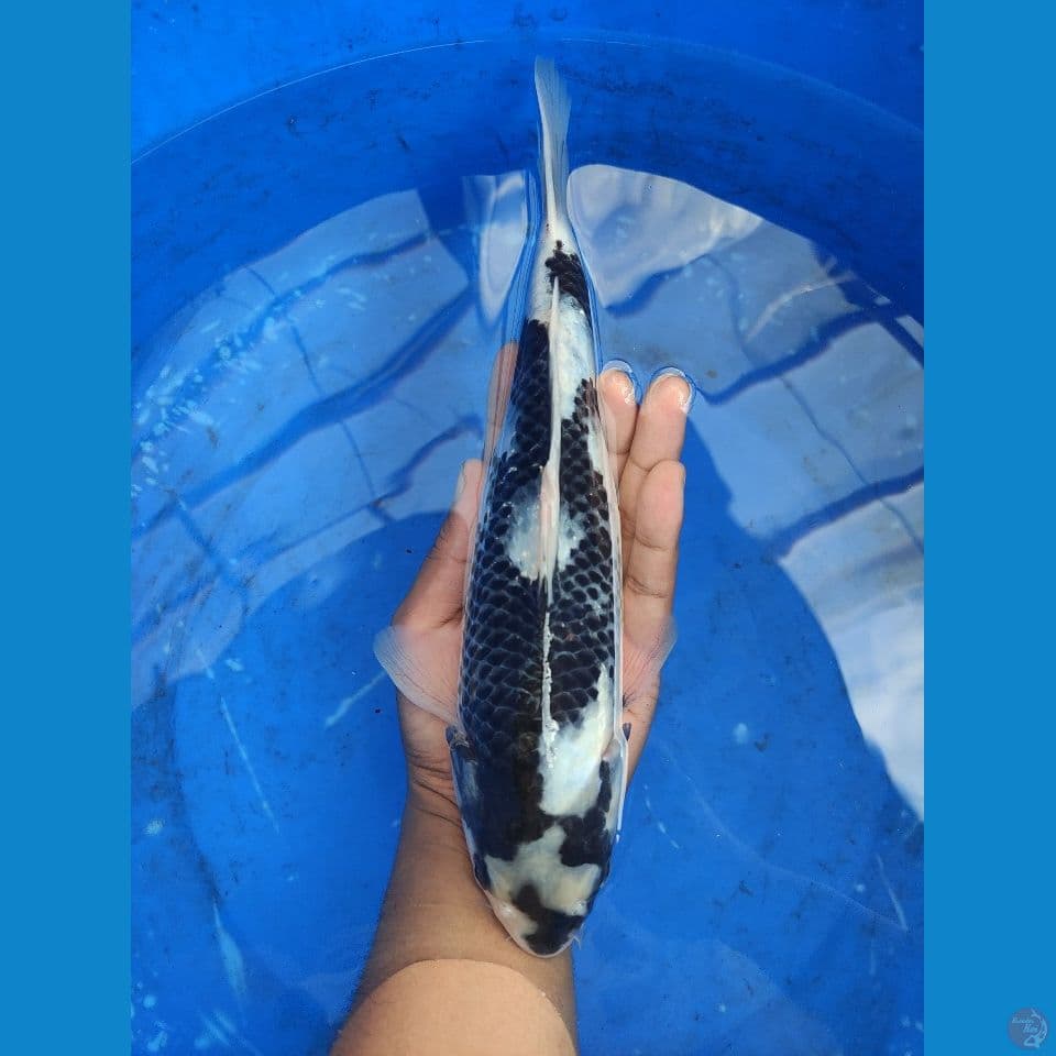 F shiro utsuri 28 cm