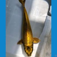 Mukasi Gold