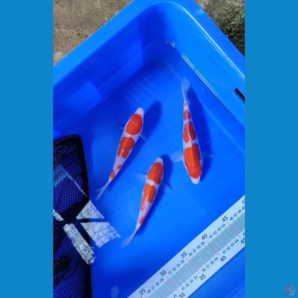 mini kohaku 17-20 cm