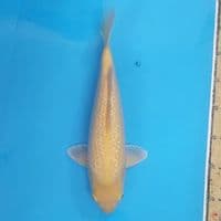 Karashi Ginrin Bulky ~33 M