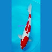 46/M KOHAKU DOIT Strong