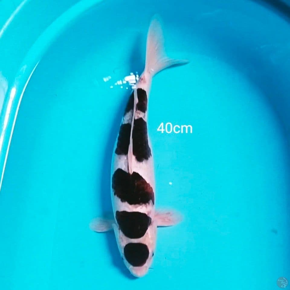goromo 40cm