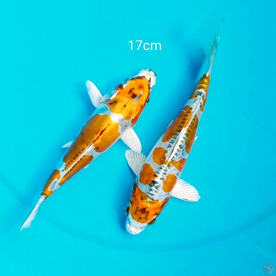 sq kikokuryu 17cm