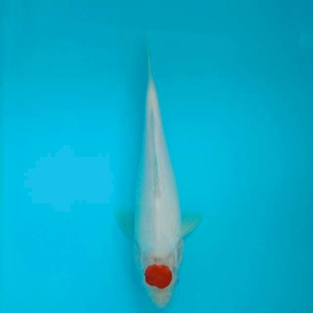 Tancho 25 cm