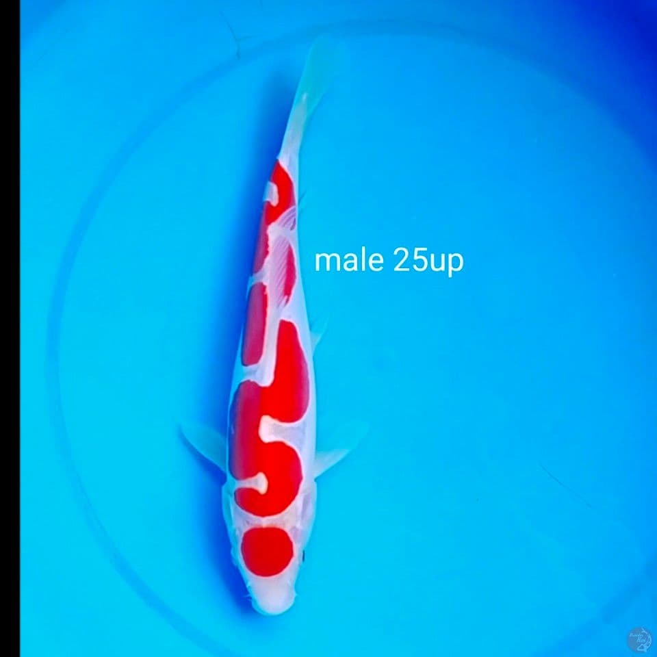 doitsu murni male 25up