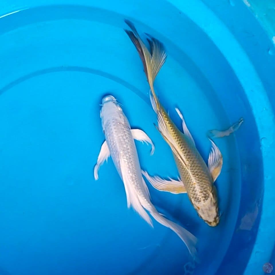 gindrong 28_30cm