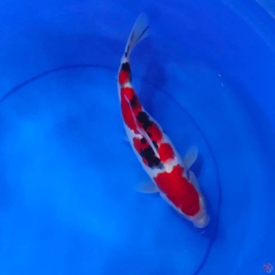 redy show 31cm