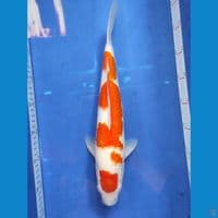 maruten kohaku 37 cm. 