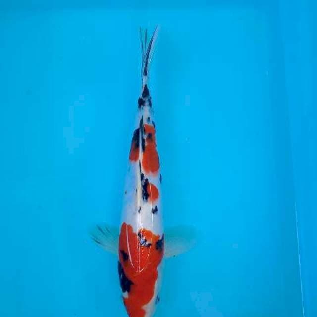 Sanke 30 cm