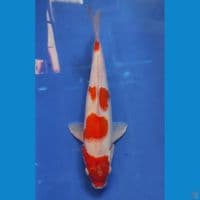kohaku 29cm.