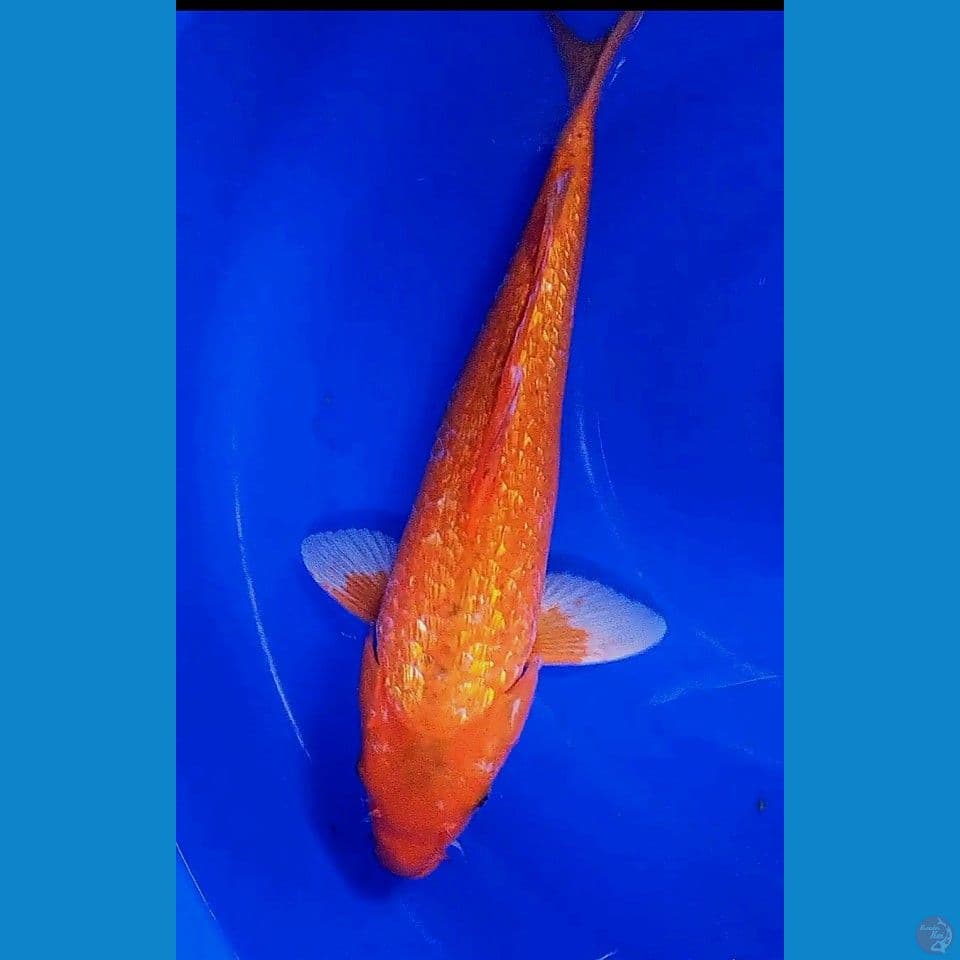 42cm caramel ginrin