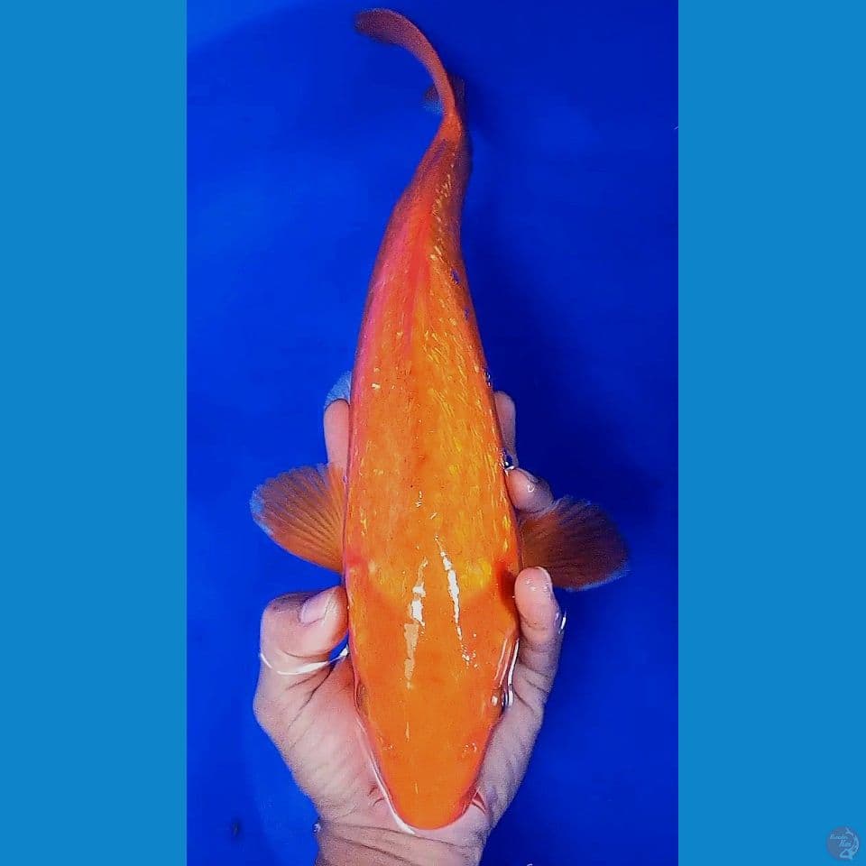 40cm beni karashi ginrin