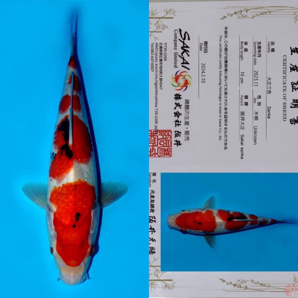 SAKAI GONDAN SANKE SQ 28CM