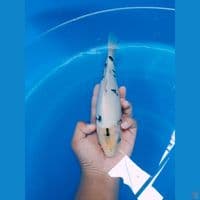 shiro putih bersih calon istimewa????