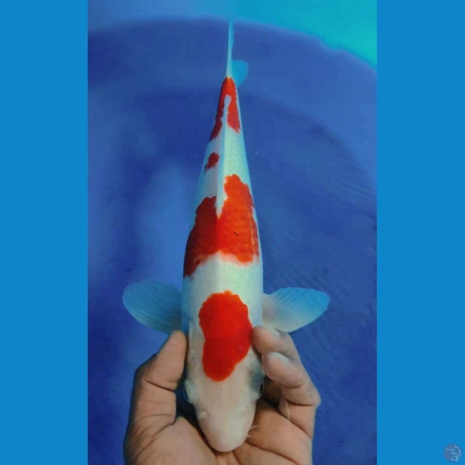 KOHAKU 37CM
