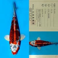 SALE OB RENDAH! MARUSEI RED KUJAKU HQ 30CM