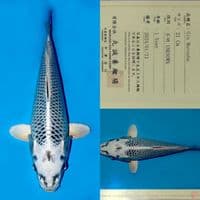SALE OB RENDAH! MARUSEI GIN MATSUBA HQ 36CM