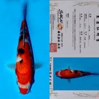 SALE OB RENDAH! SAKAI SANDAN SANKE HQ 26CM