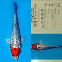 SALE OB RENDAH! MARUSEI TC KUJAKU HQ 24CM
