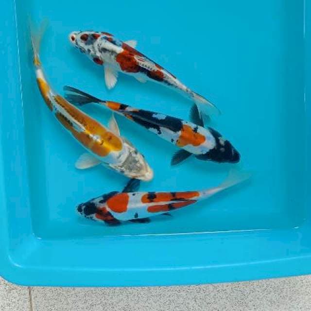 Mix koi 20 up