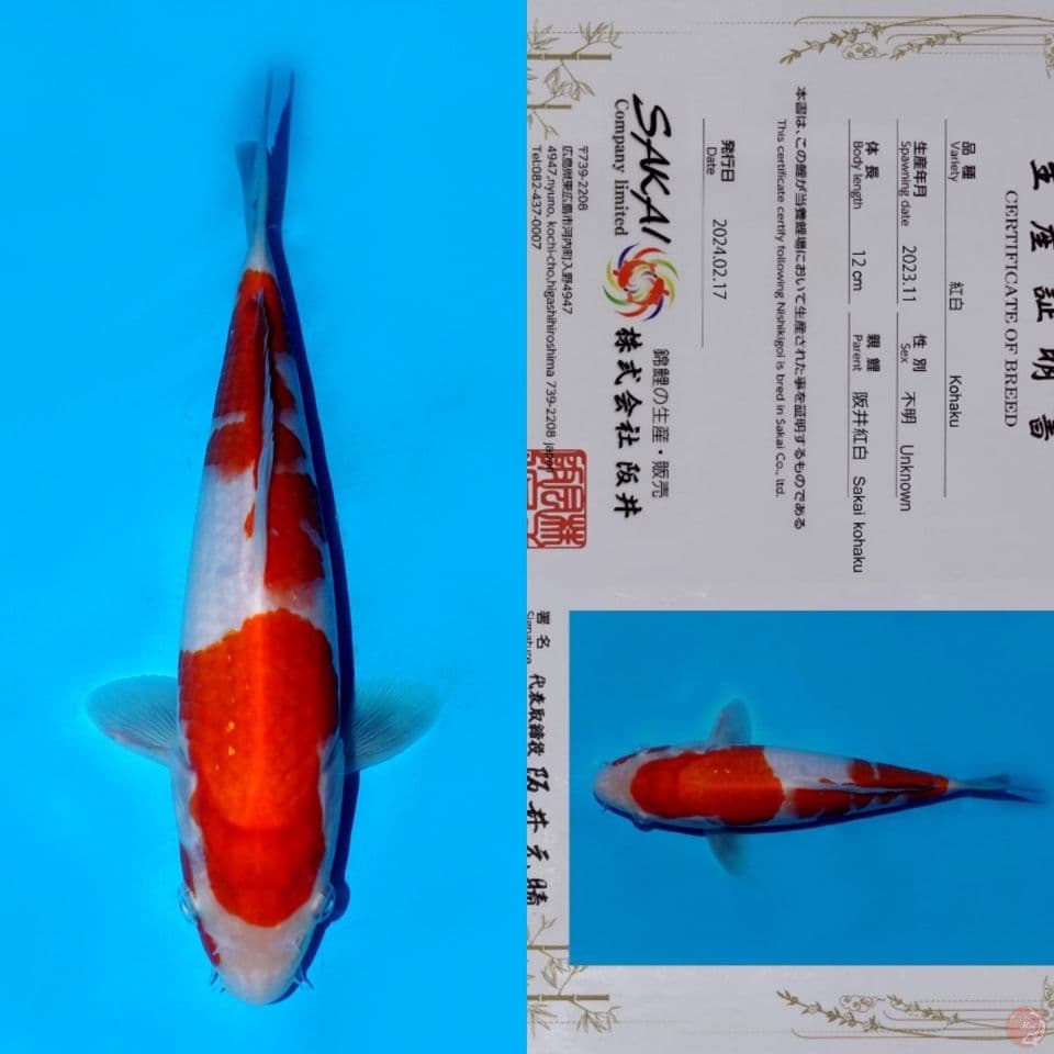 SALE OB RENDAH! SAKAI NIDAN KOHAKU SQ 23CM