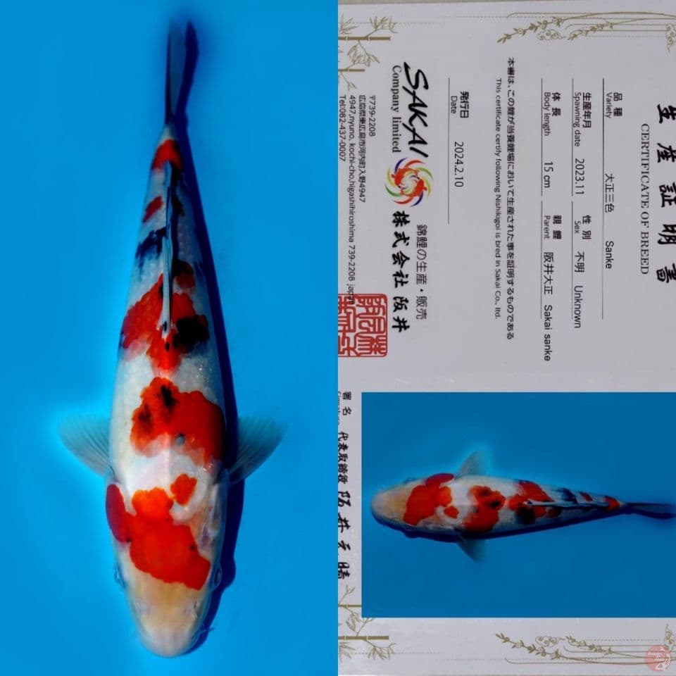 SAKAI SAKURA SANKE SQ 27CM