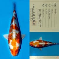 SALE OB RENDAH! MARUSEI KUJAKU HQ 31CM