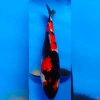 SHOWA SUPER MALE 35CM ORIGINAL