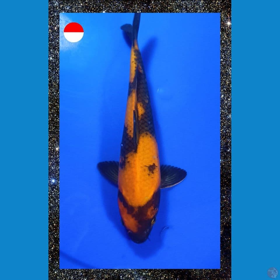 Utsuri 25cm