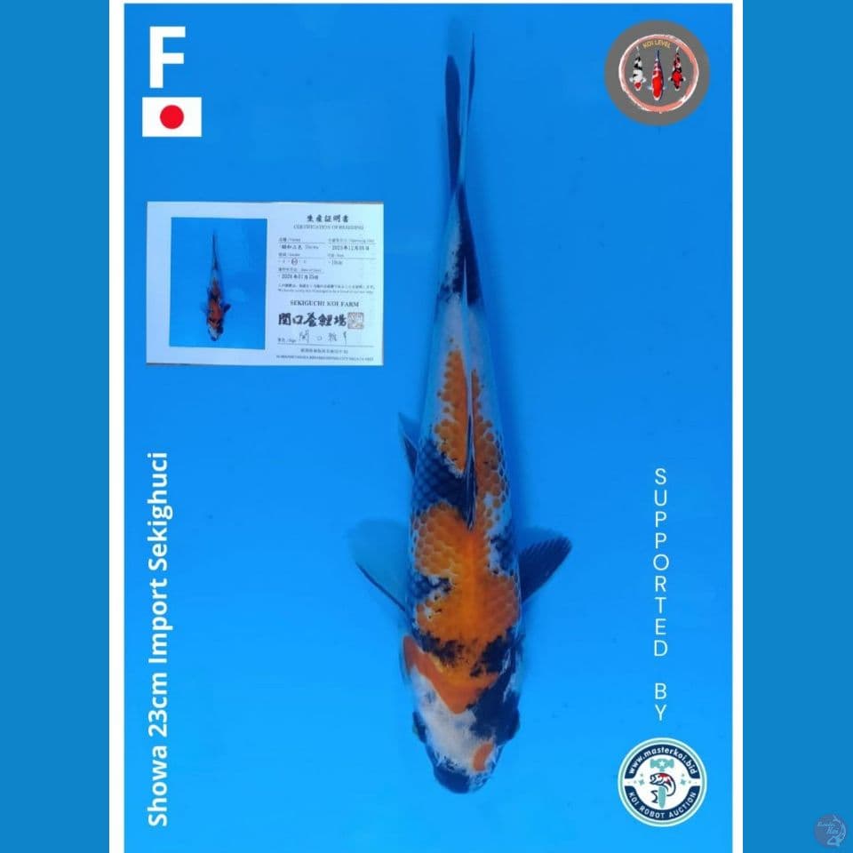 Showa Import 23cm sekiguchi