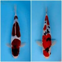 goromo , sanke istimewa 37,34