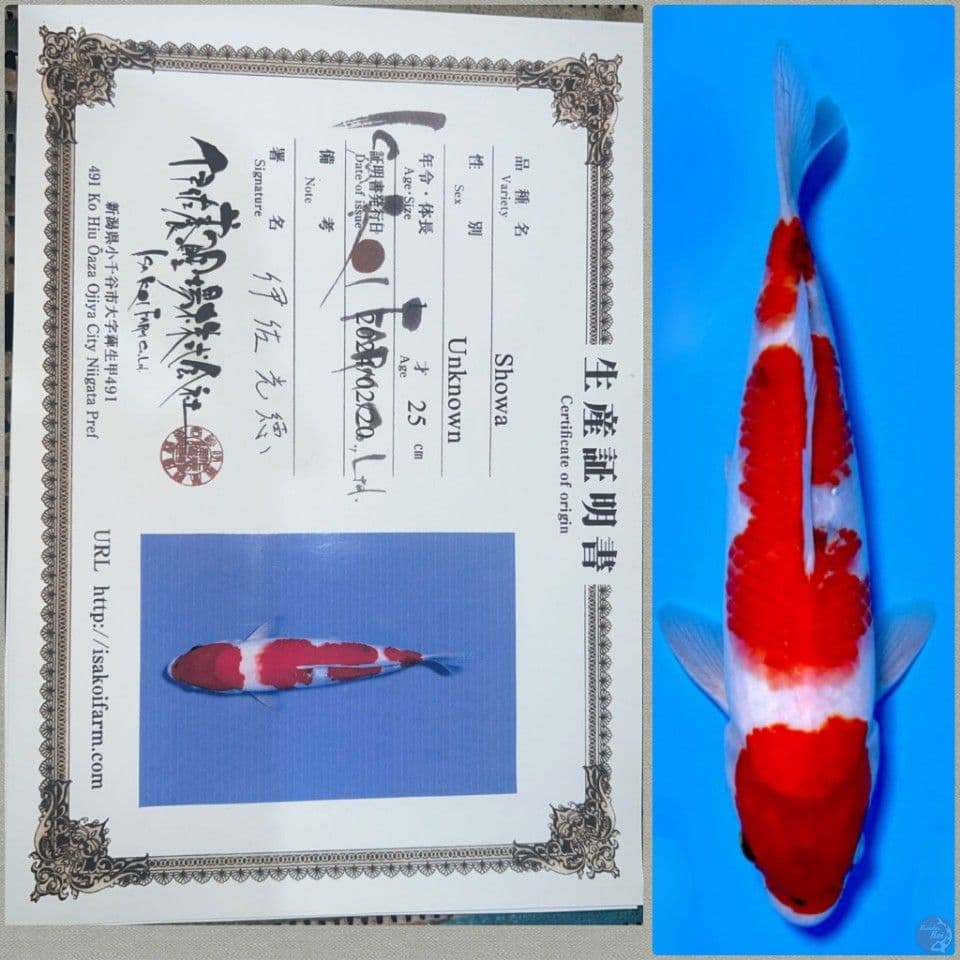 Showa Import Isa 29cm