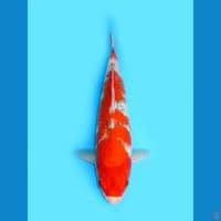 Goshiki 34cm