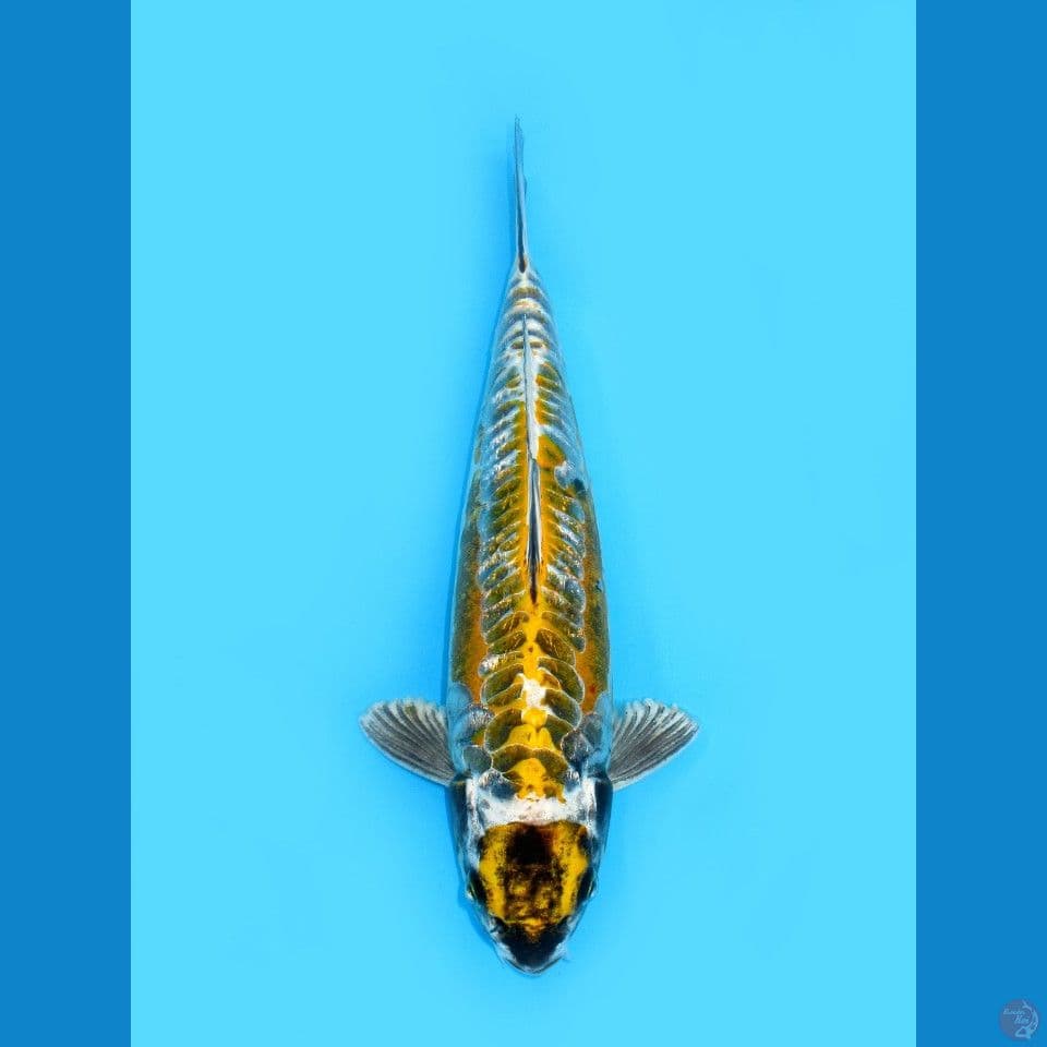 YELLOW DRAGON - UNIQUE KOI